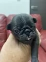パグ【岡山県・男の子・2024年11月14日・ブラック】の写真4