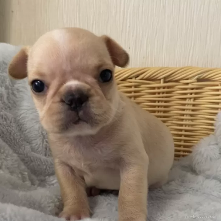 ID:2406-03706の子犬