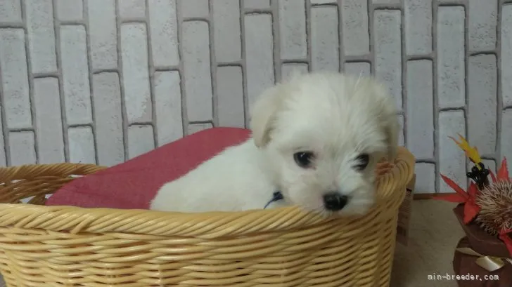 Y.K 様のお迎えした子犬