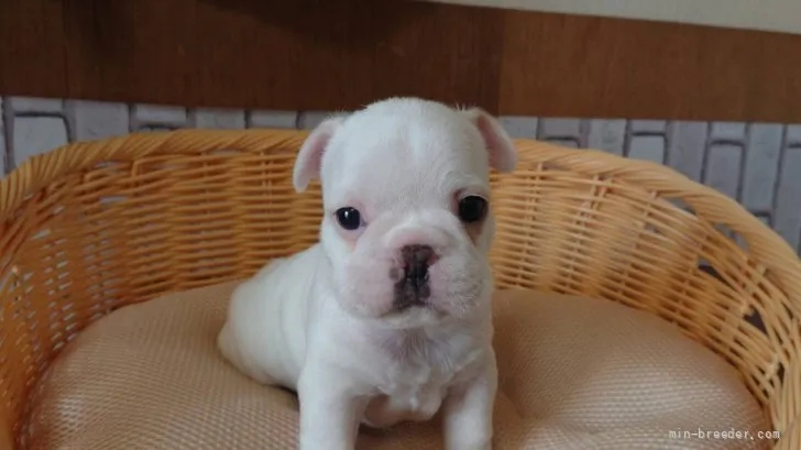 T.I 様のお迎えした子犬
