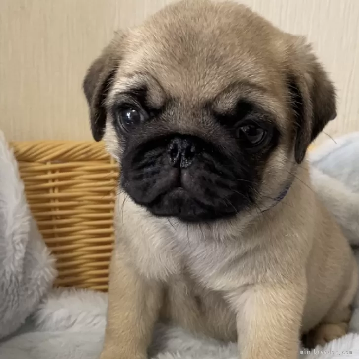ID:2405-04684の子犬