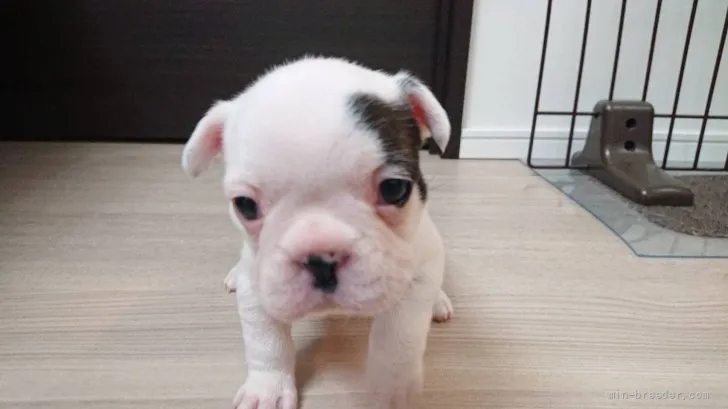 ID：2204-01955の子犬