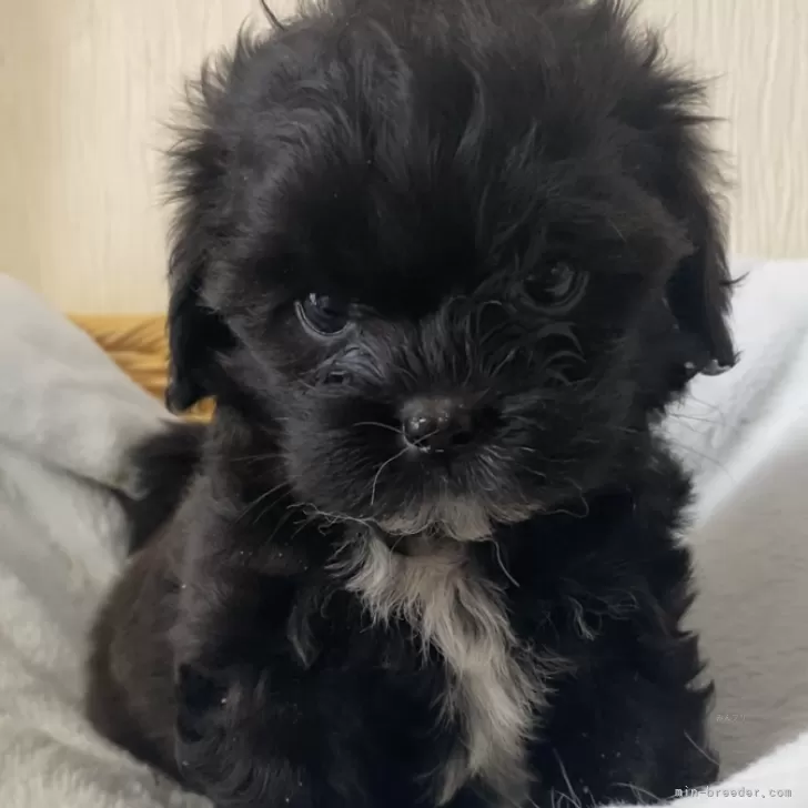 ID:2408-01122の子犬