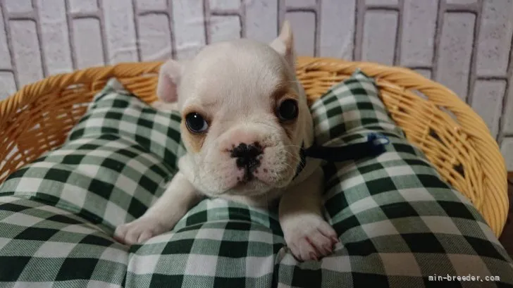 ロビー 様のお迎えした子犬