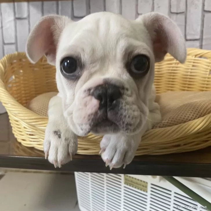 ID:2311-05625の子犬