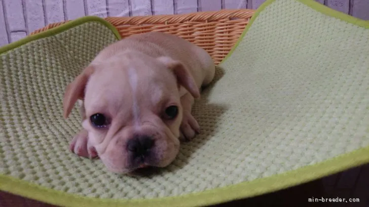 せいな 様のお迎えした子犬