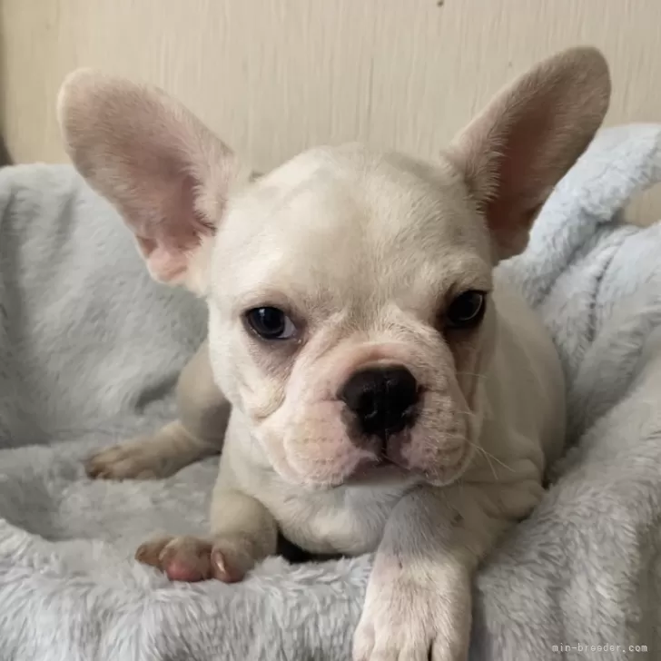 ID：2405-00551の子犬