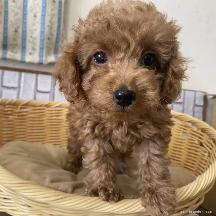 ゴウ 様のお迎えした子犬