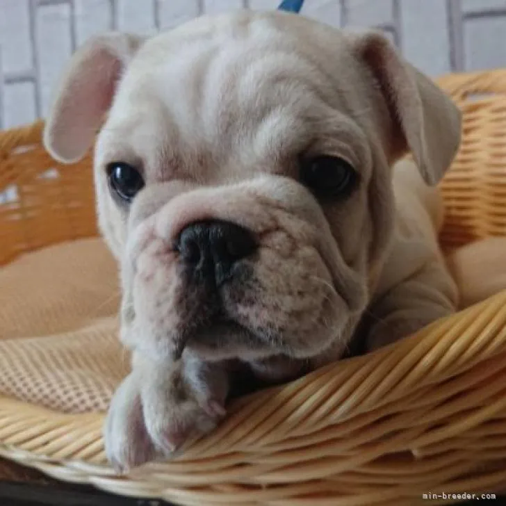 ID:2209-00608の子犬