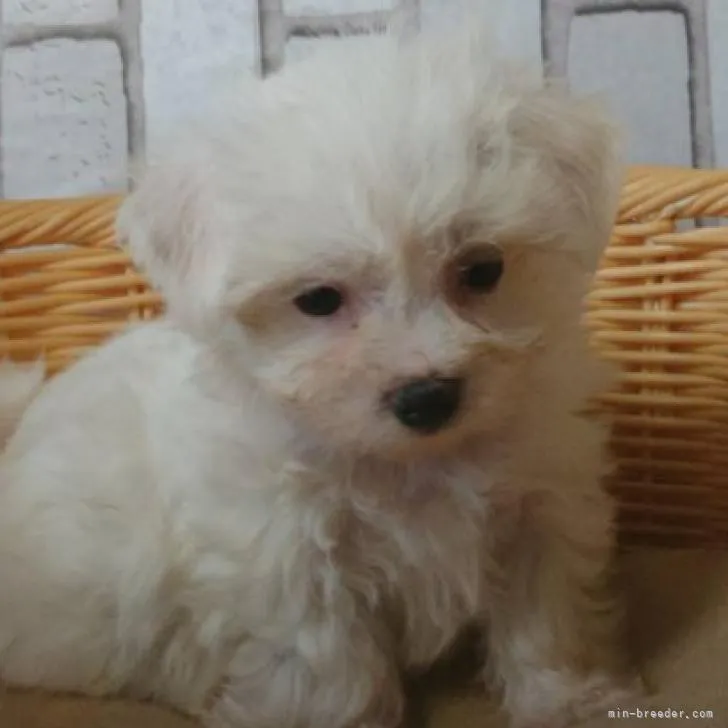 ID:2209-00370の子犬