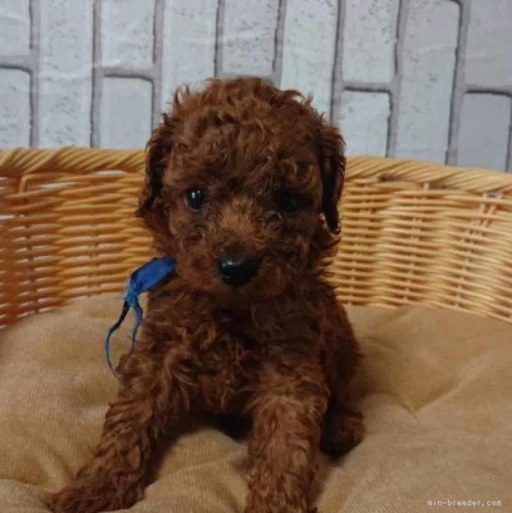 J.M 様のお迎えした子犬