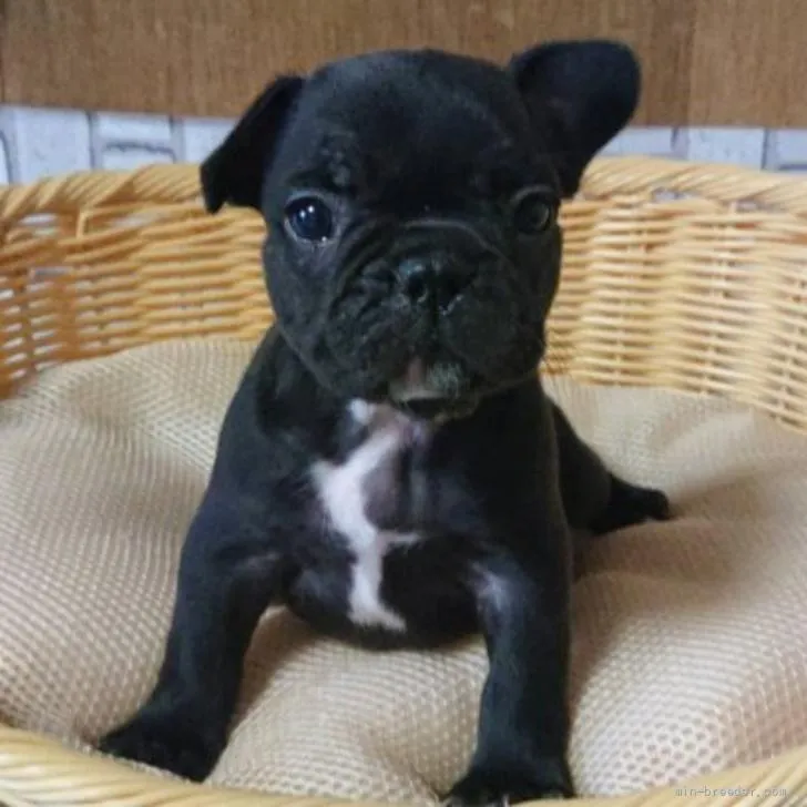 K.S 様のお迎えした子犬