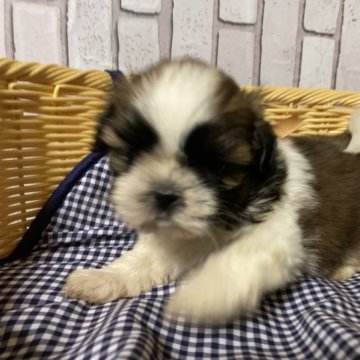 シーズー【岡山県・男の子・2023年5月17日・ホワイト&ブラウン】の写真「生まれたてベイビー」