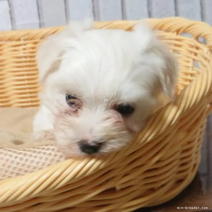 ID：2209-00371の子犬