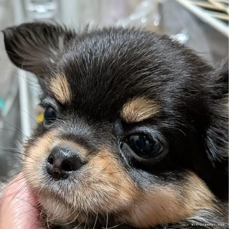 チワワ(ロング)【新潟県・男の子・2025年9月17日・チョコタンクリーム】の写真1