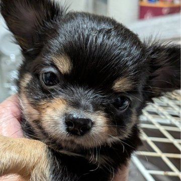 チワワ(ロング)【新潟県・男の子・2025年9月17日・チョコタンクリーム】の写真「すくすくと育って元気いっぱい遊んでます」