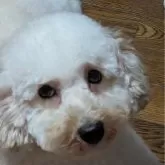 トイプードル(トイ)