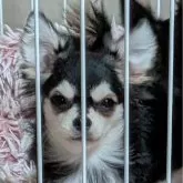 チワワ(ロング)