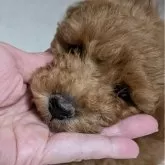 トイプードル(トイ)