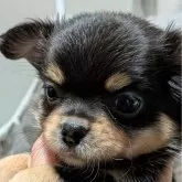 チワワ(ロング)【新潟県・男の子・2025年9月17日・チョコタンクリーム】の写真2