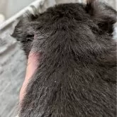 チワワ(ロング)【新潟県・男の子・2025年9月17日・チョコタンクリーム】の写真3