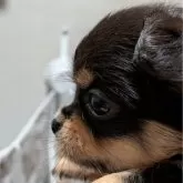 チワワ(ロング)【新潟県・男の子・2025年9月17日・チョコタンクリーム】の写真4