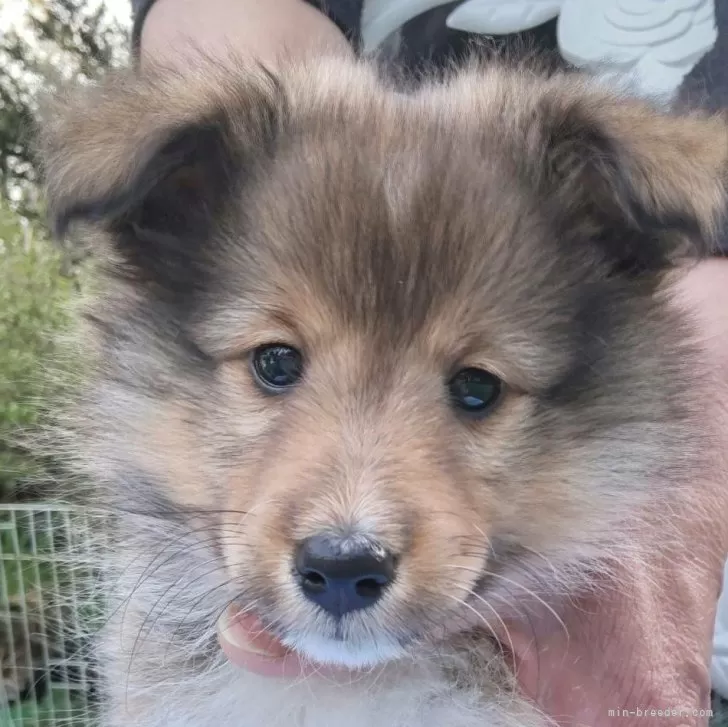 ID:2404-03609の子犬