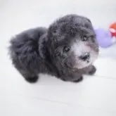 タイニープードル【広島県・男の子・2023年2月18日・シルバー】の写真1「綺麗なシルバーになって行きます〜＾＾」