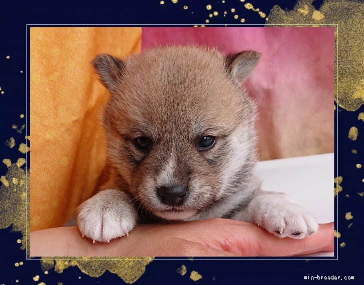 柴犬 栃木県 男の子 21年2月19日 赤 血統優秀 健康優良児 可愛いチャームポイント持ち みんなのブリーダー 子犬id 2103 柴犬 栃木県 男の子 21年2月19日 赤 血統優秀 健康優良児 可愛いチャームポイント持ち みんなのブリーダー 子犬id 2103