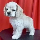 アメリカンコッカースパニエル【宮城県・男の子・2025年11月11日・バフ】の写真10