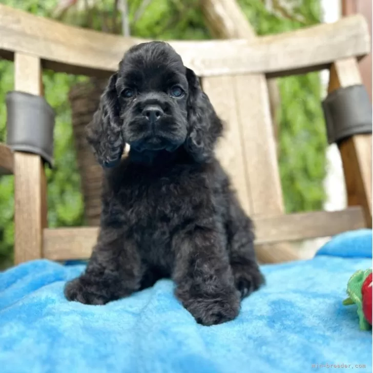 kzmfrch 様のお迎えした子犬