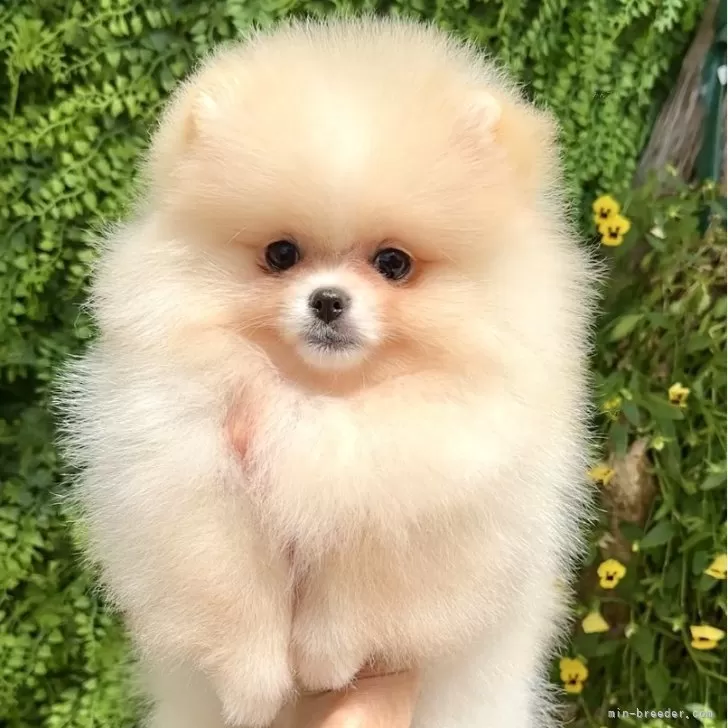 ID：2506-01506の子犬