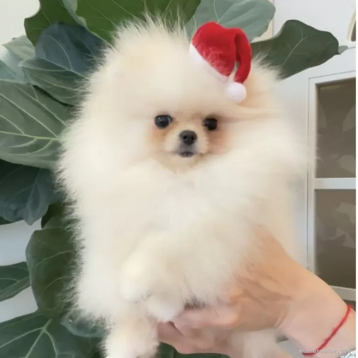 ID:2411-07288の子犬