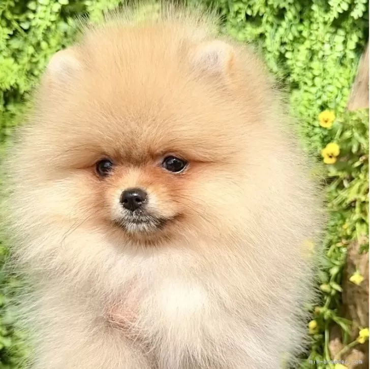 ID:2504-03991の子犬