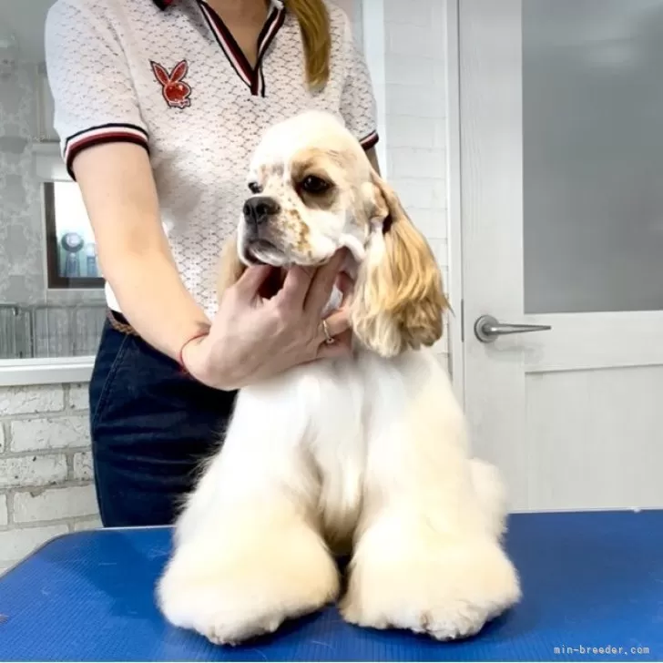 ID：2505-02519の子犬