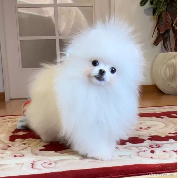 ID:2410-07333の子犬