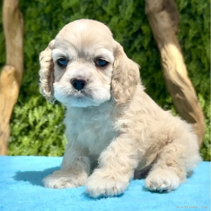 K.S 様のお迎えした子犬
