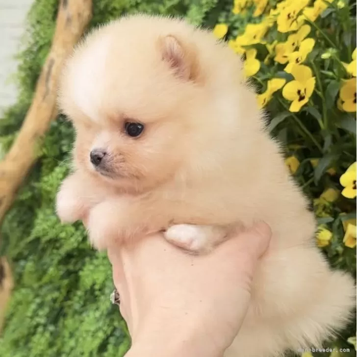 ID:2504-03316の子犬