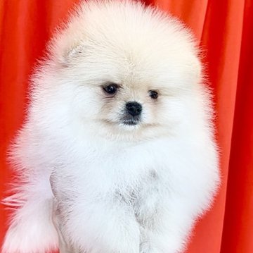 ポメラニアン【宮城県・男の子・2025年10月23日・バタークリーム】の写真「優良血統の上品で穏やかなお姫様プリンス」