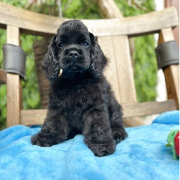 アメリカンコッカースパニエル【宮城県・男の子・2025年6月27日・ブラック】の写真「父犬10ヶ国以上のチャンピオン犬🏆」