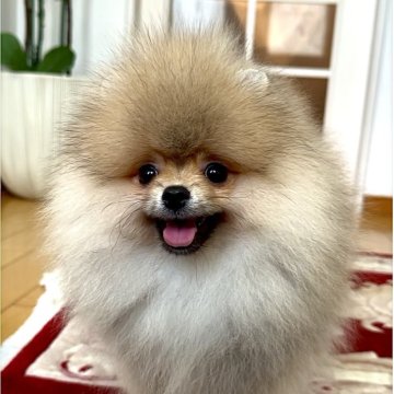 ポメラニアン【宮城県・男の子・2025年3月18日・オレンジ】の写真「両親チャンピオン犬🏆輸入犬🌎」