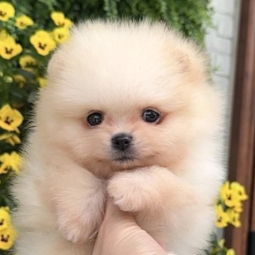 ポメラニアン【宮城県・男の子・2025年3月18日・クリーム】の写真「優雅なクリームの煌めき ⚜️」