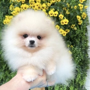ポメラニアン【宮城県・男の子・2025年3月18日・クリーム】の写真「優雅なクリームの煌めき ⚜️」