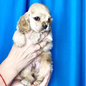 アメリカンコッカースパニエル【宮城県・男の子・2025年10月15日・バフ】の写真「アメリカンチャンピオンの息子🇺🇸」