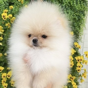 ポメラニアン【宮城県・男の子・2025年3月28日・クリーム】の写真「極上ポメ君💎600gの美男子・小耳＆短マズル」