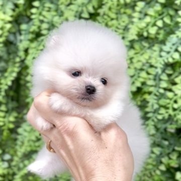 ポメラニアン【宮城県・男の子・2025年9月15日・クリーム】の写真「チャンピオン犬の息子」