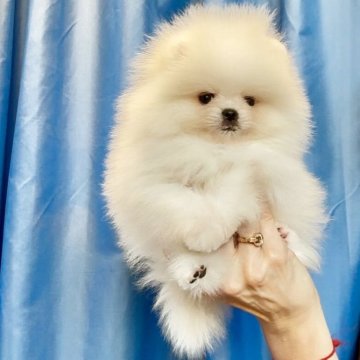 ポメラニアン【宮城県・男の子・2025年9月15日・ホワイト】の写真「チャンピオン犬の息子。両親輸入犬ライン。」