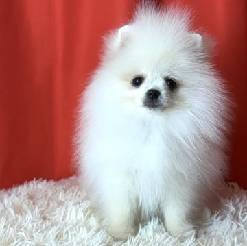 ポメラニアン【宮城県・男の子・2025年9月15日・クリーム】の写真「チャンピオン犬の息子」