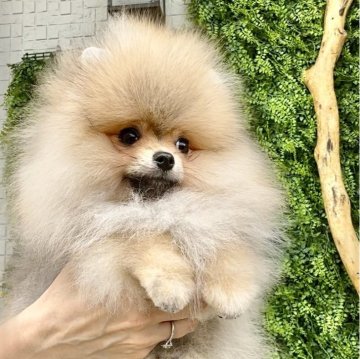 男の子(オス)のポメラニアンの子犬を探す｜ブリーダー直販の子犬