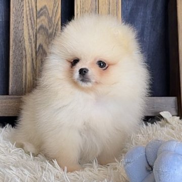 ポメラニアン【宮城県・男の子・2025年3月18日・クリーム】の写真「優雅なクリームの煌めき ⚜️」